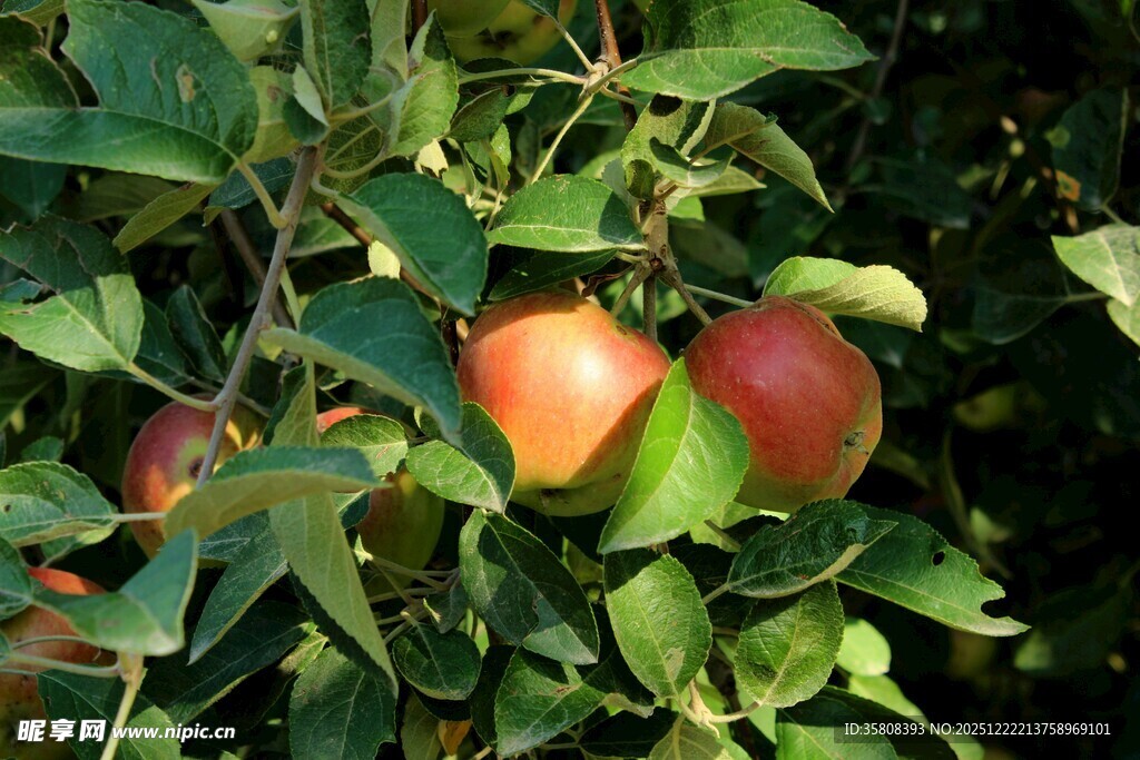 红苹果