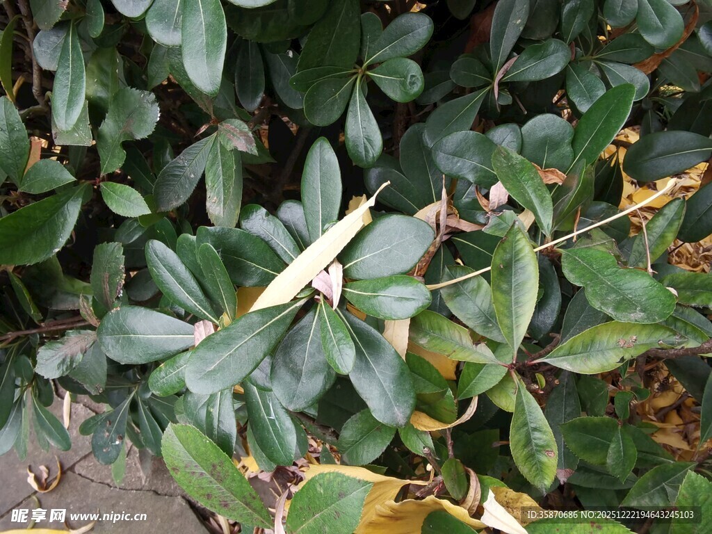 绿叶丛中的白色昆虫