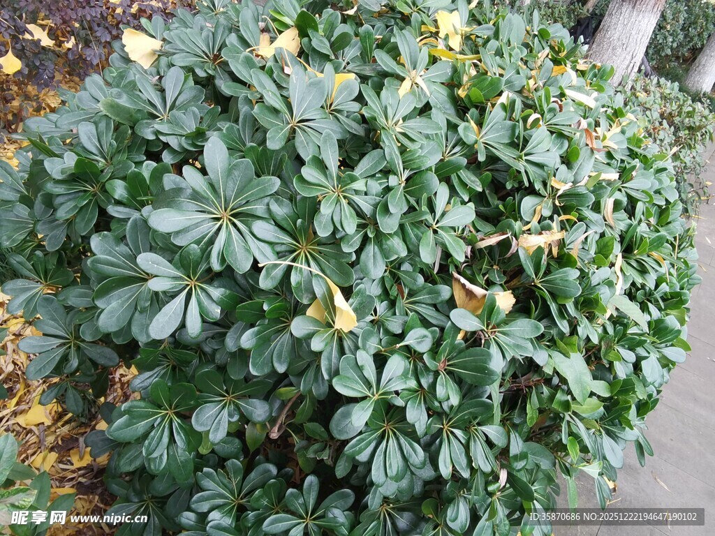 绿叶繁茂的绿植景观