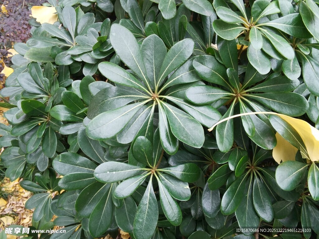绿叶繁茂的植物特写