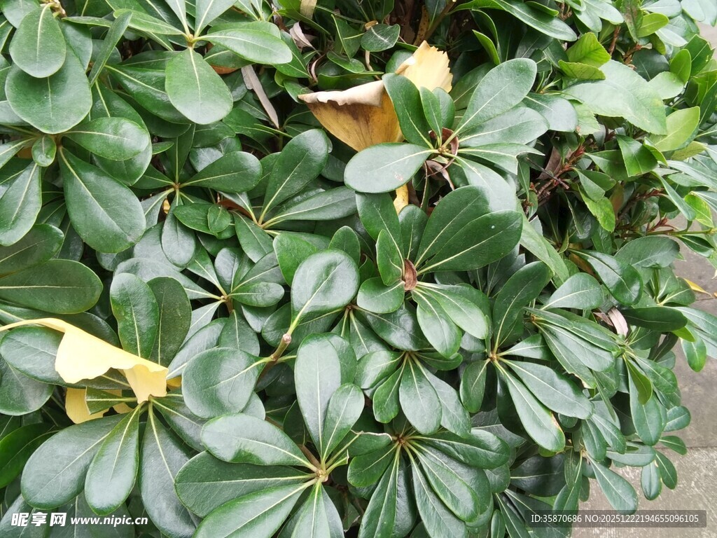 绿叶间的多彩叶片