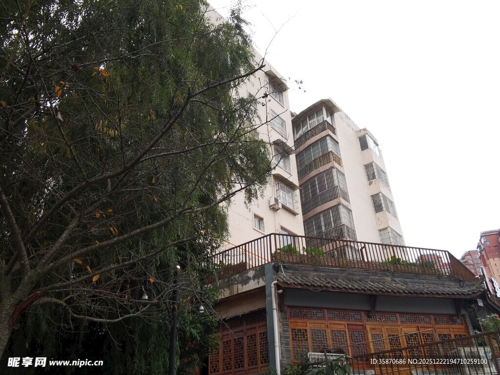 城市中树木旁的多层建筑