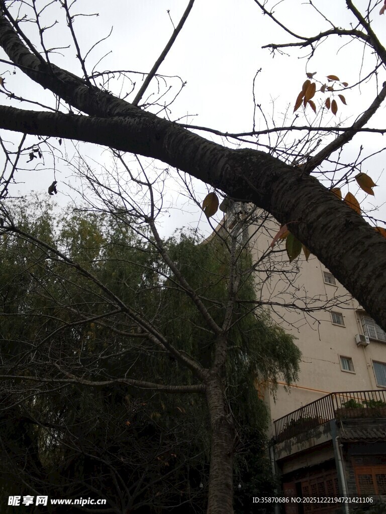 冬日枯树旁的建筑景象