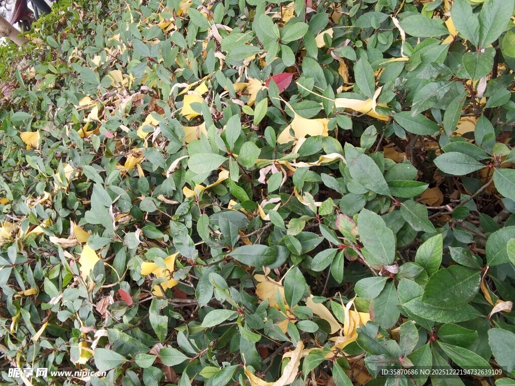 绿叶间的多彩植物景观