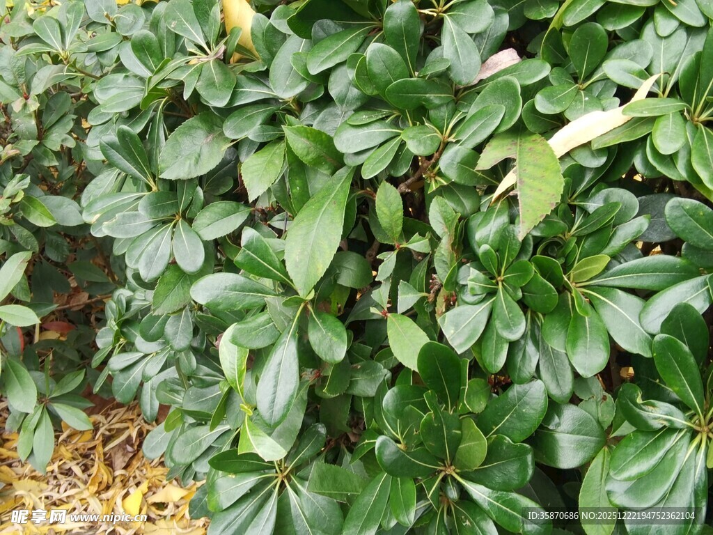 翠绿繁茂的灌木丛