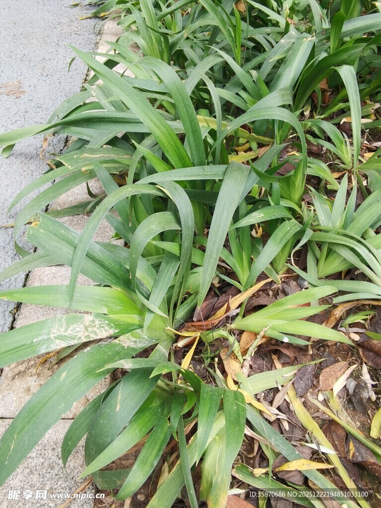 路边翠绿的丛生植物