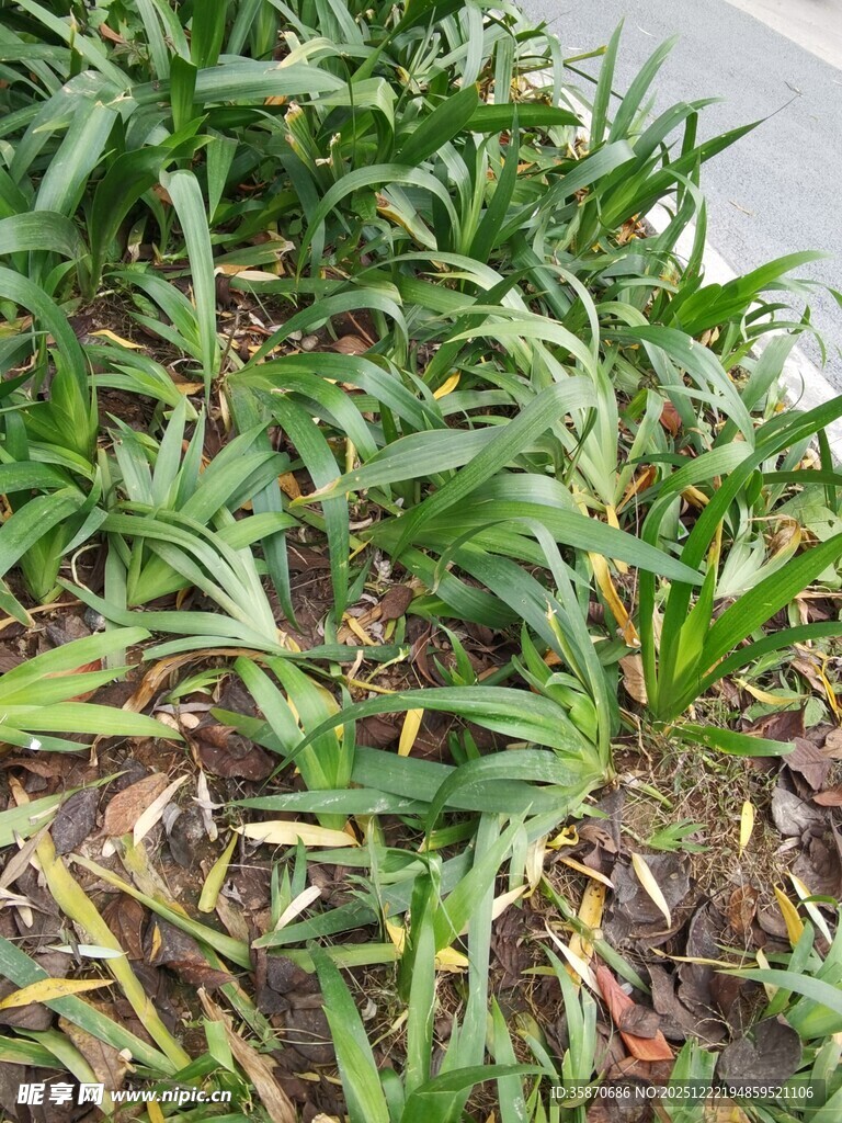 翠绿丛生的草本植物