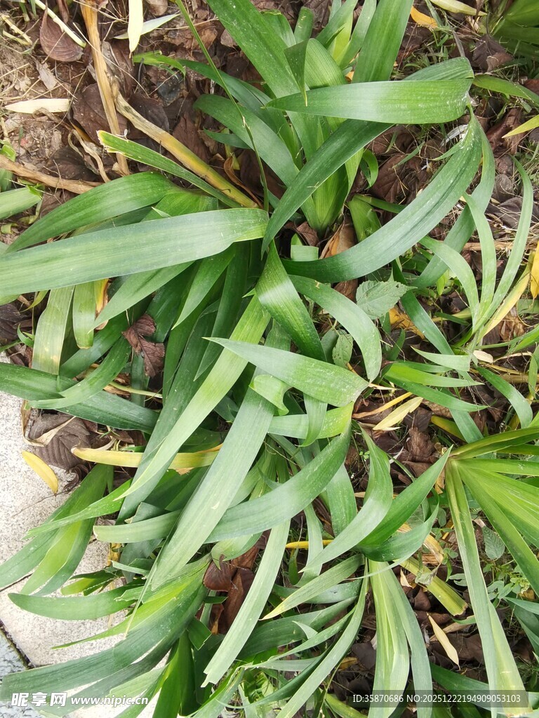 翠绿丛生的长条状叶片植物