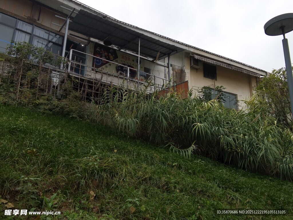 老旧房屋旁的繁茂绿植