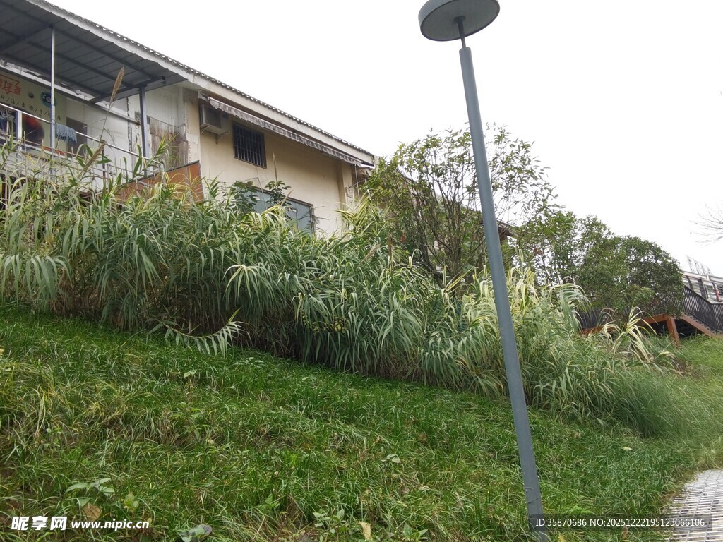 乡村路旁的房屋与绿植