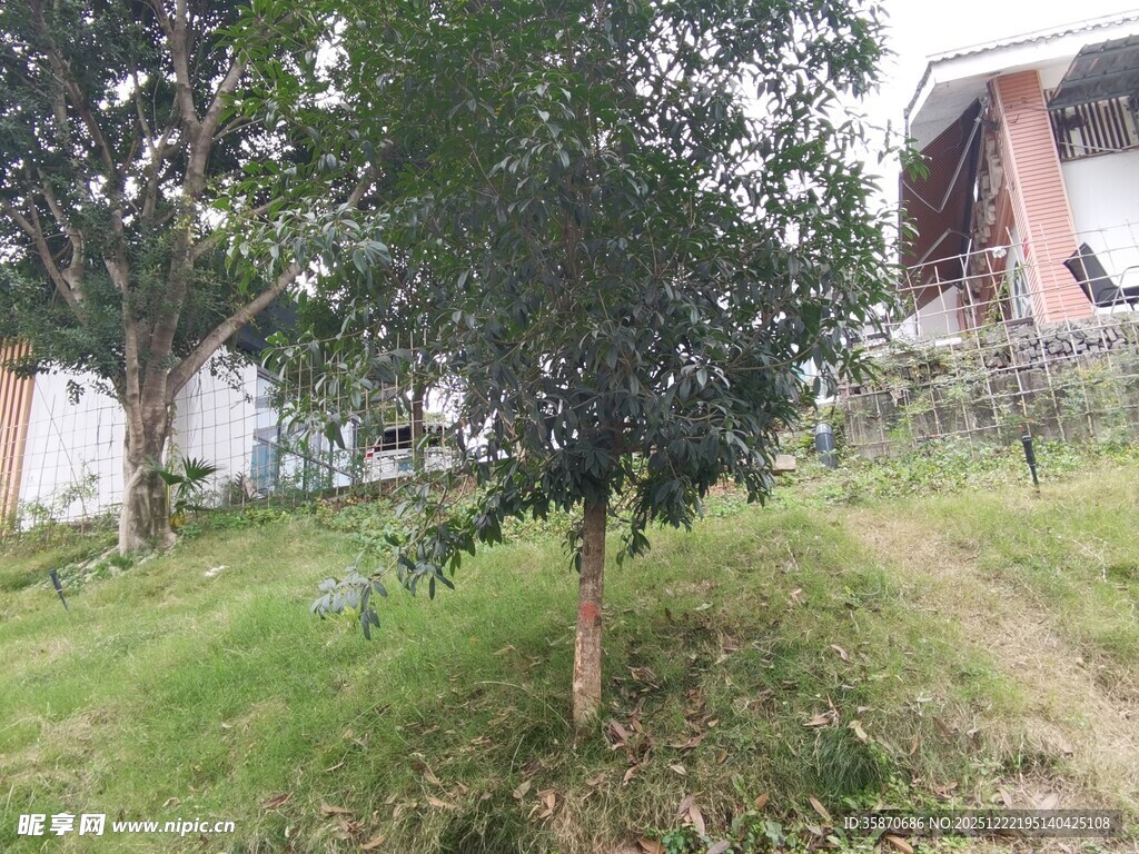 庭院中的绿树与草地