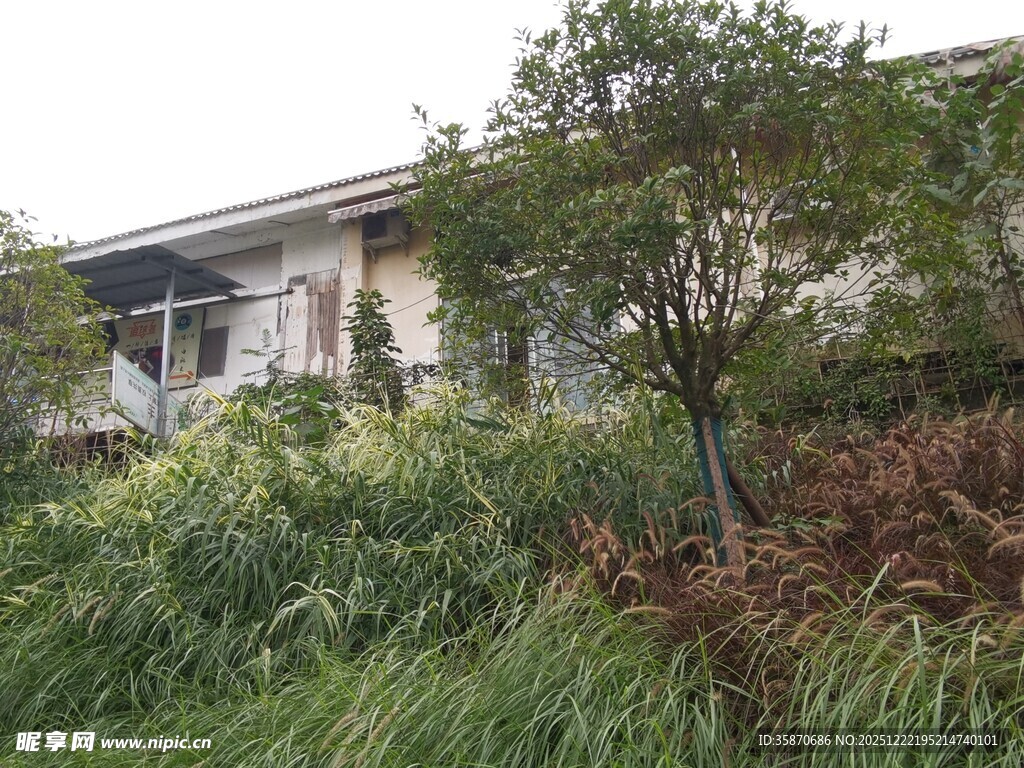 荒废房屋旁的繁茂绿植