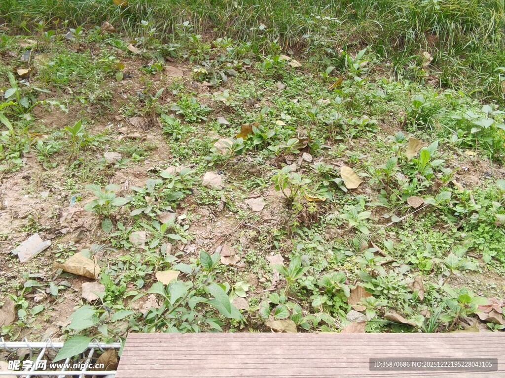 地面的杂草与落叶