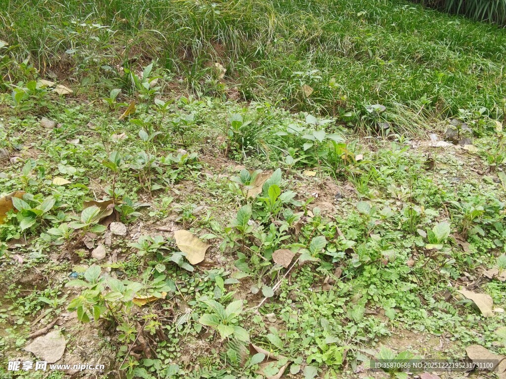 野外草地植被景象