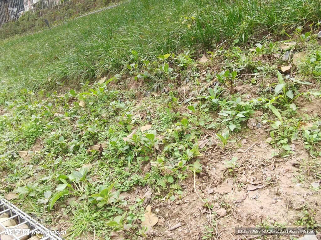 田边嫩绿植物生长景象