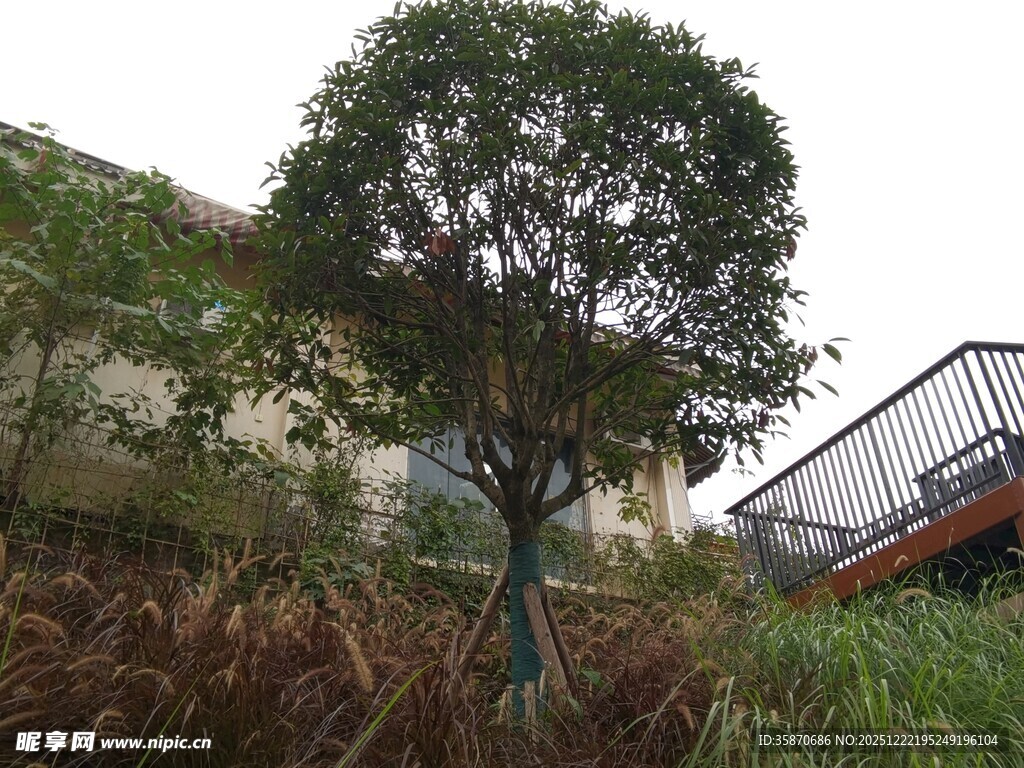 庭院中的绿树与周边景致