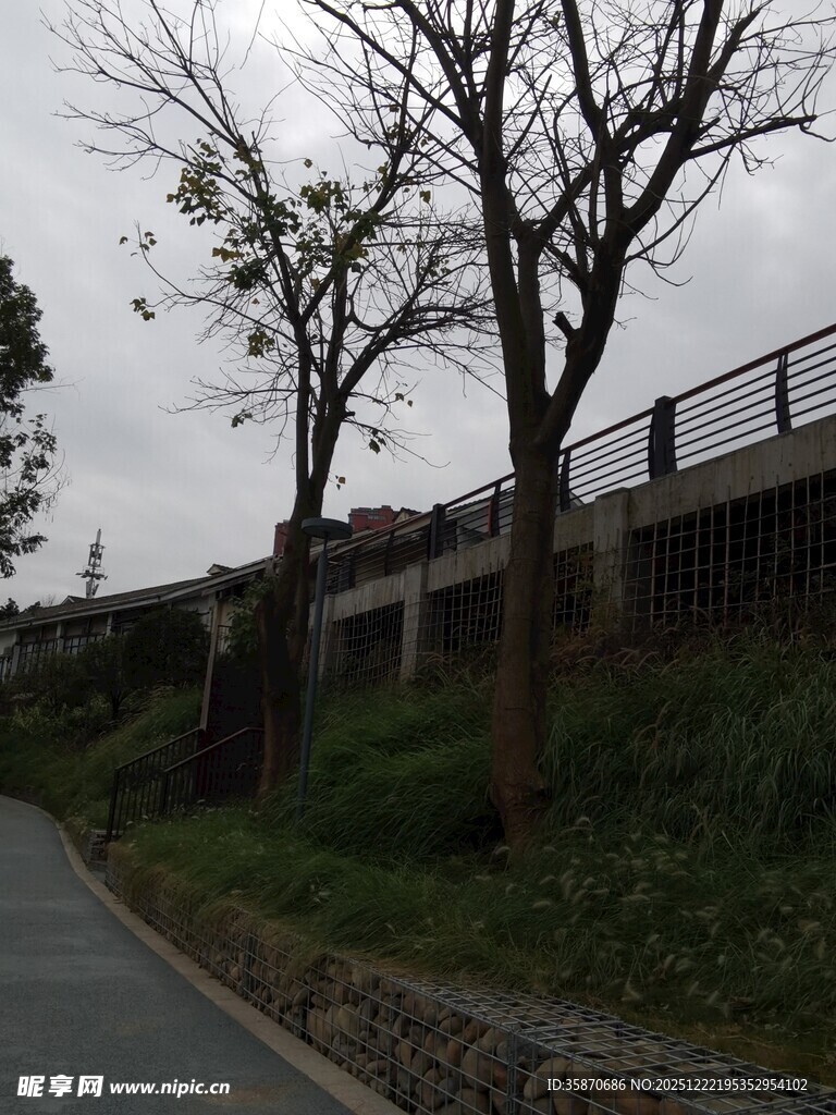 路边光秃树木与高架