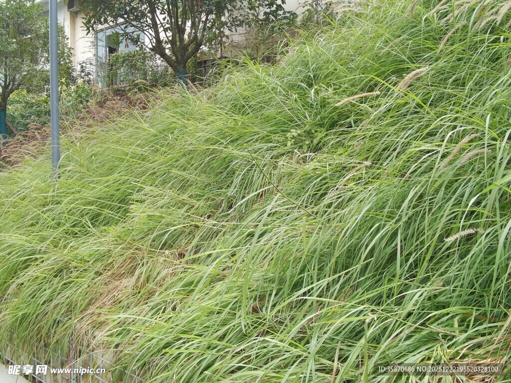路边茂盛的绿色草丛