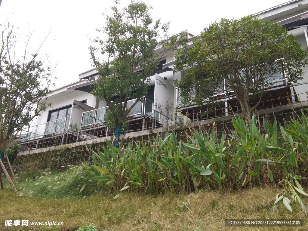 老旧房屋隐于草木间