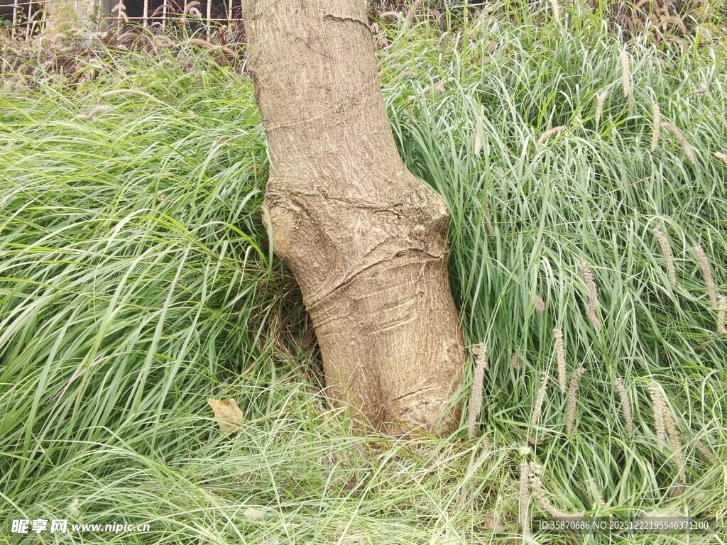 树干旁的茂盛绿色草丛
