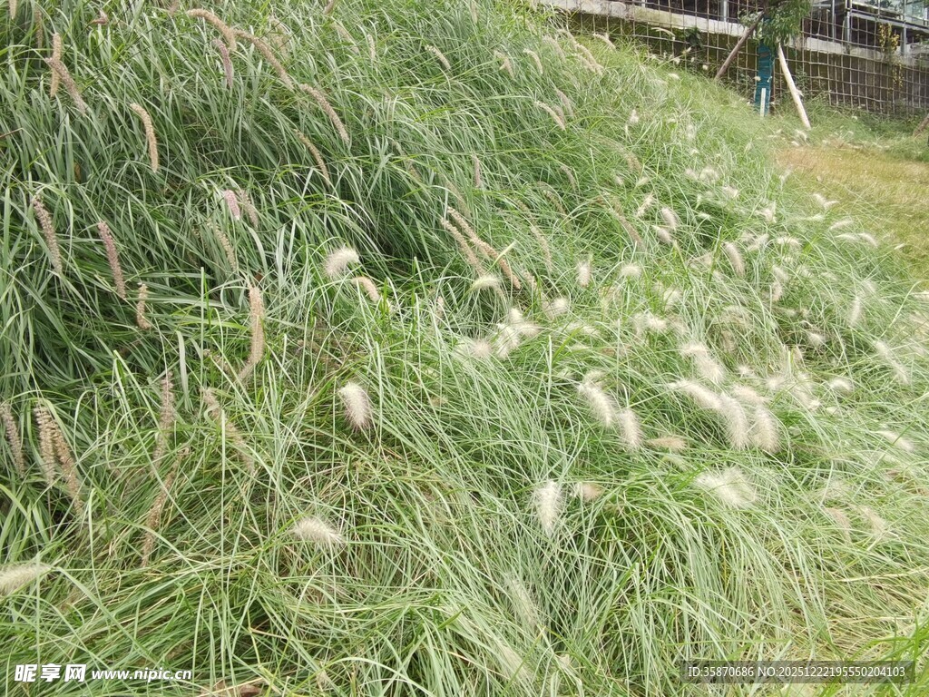 随风摇曳的蓬松狗尾草