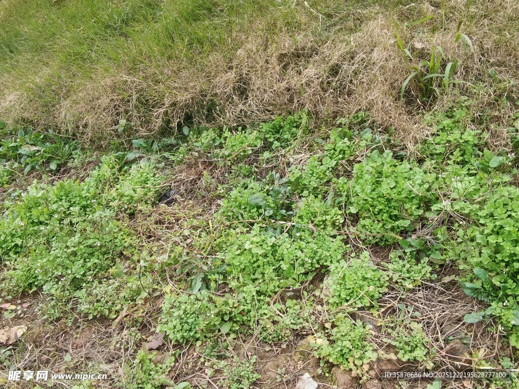 地面的绿色低矮植物