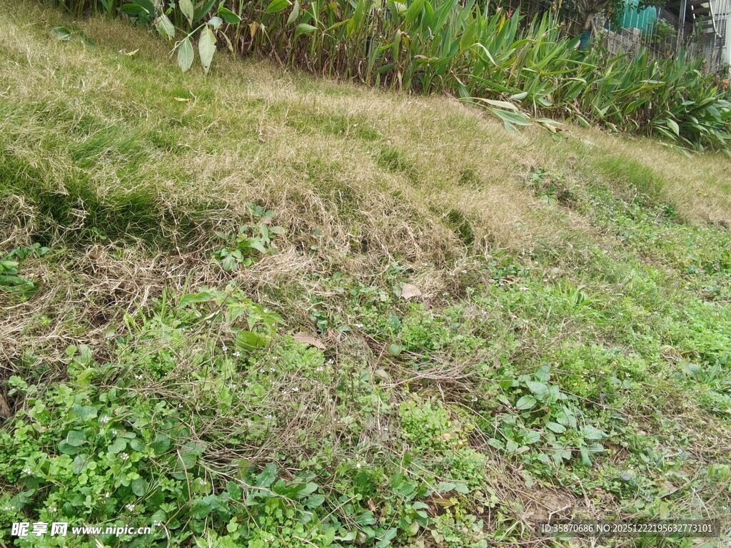 户外草地植被景观