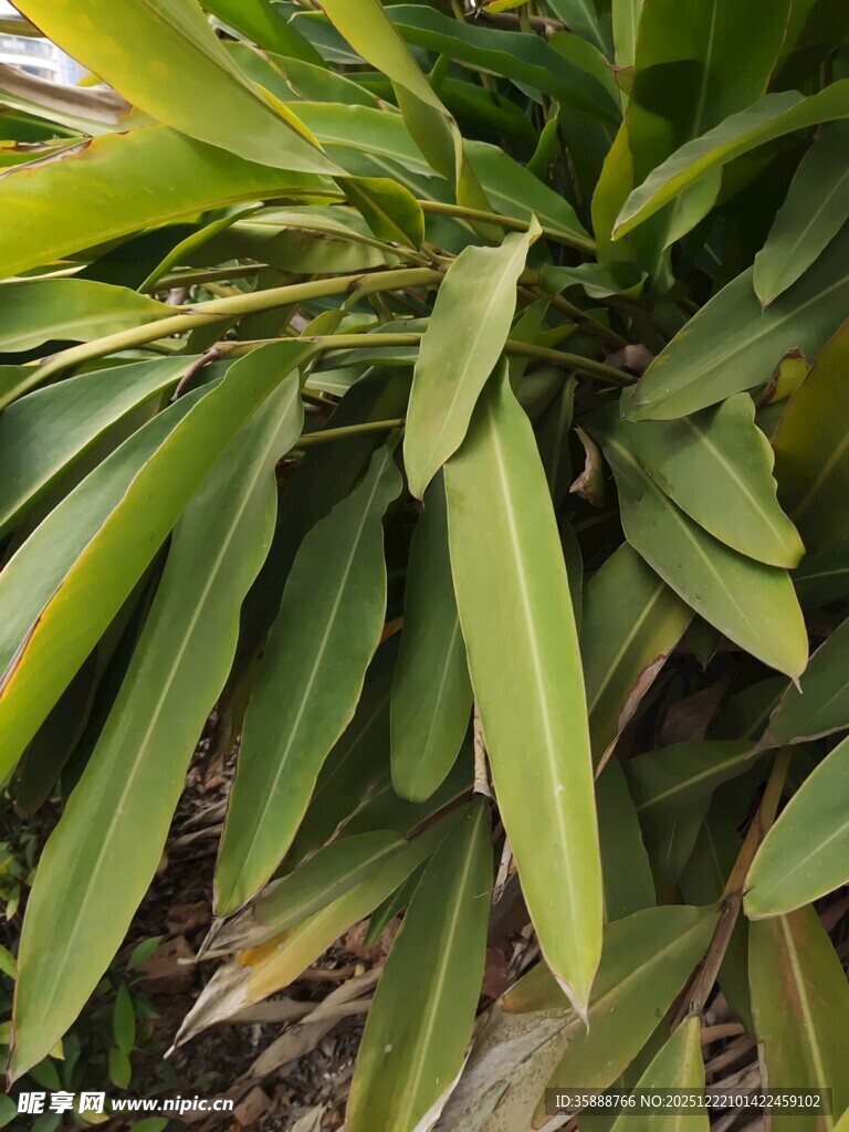 翠绿舒展的植物叶片