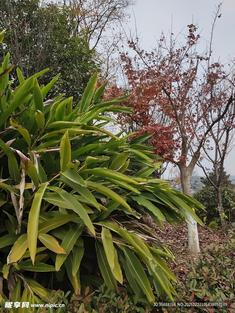 绿叶红树的自然景致