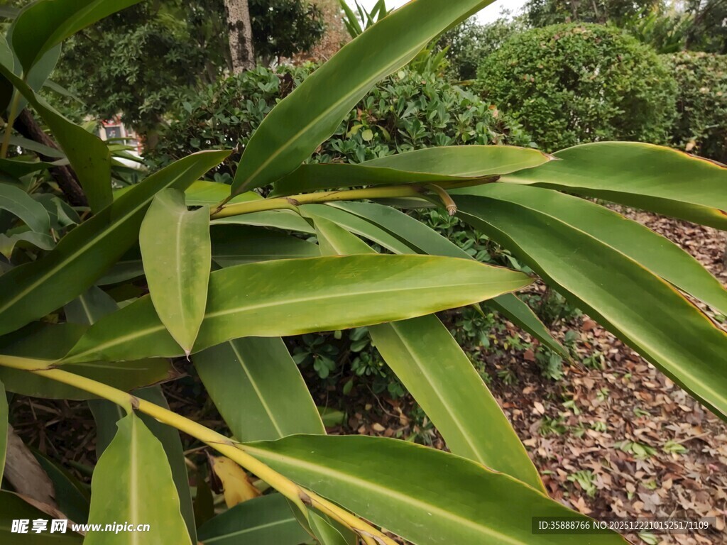 翠绿修长的植物叶片特写