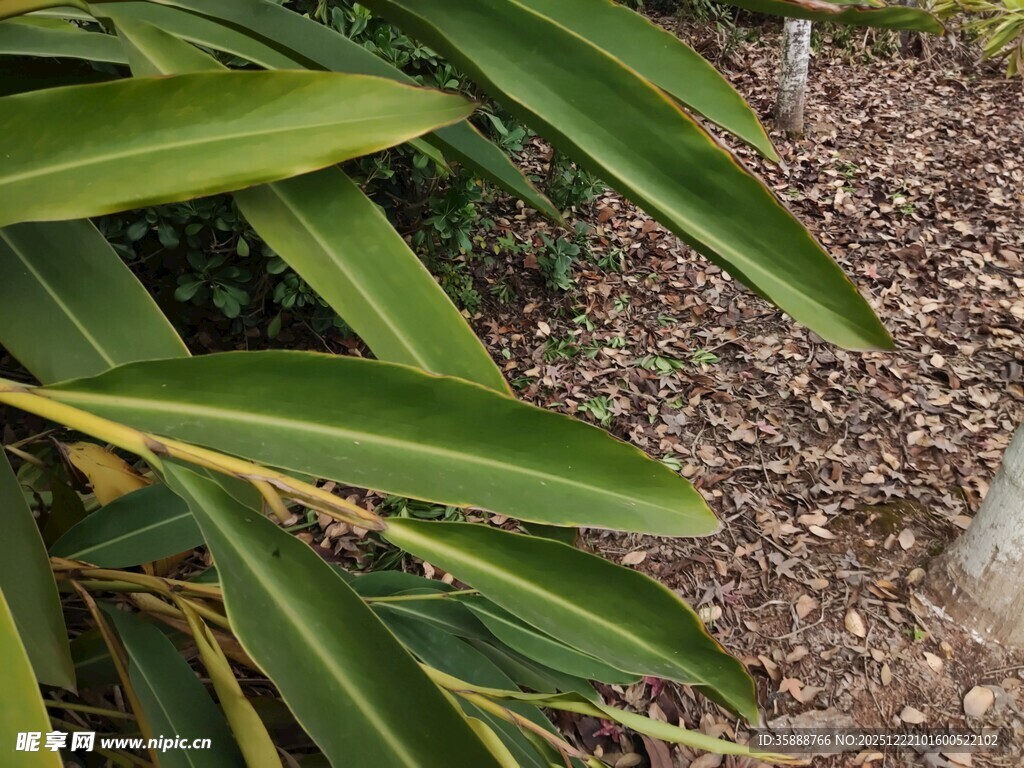 翠绿叶片与地面碎石景观