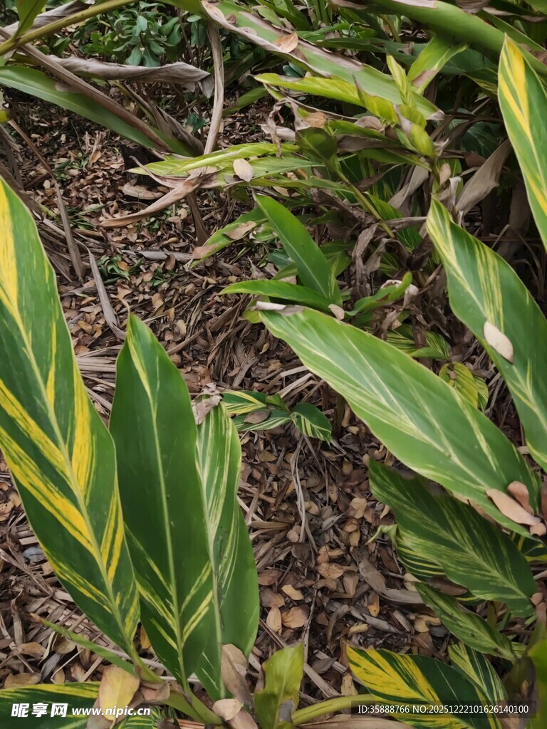 斑斓叶片的植物特写