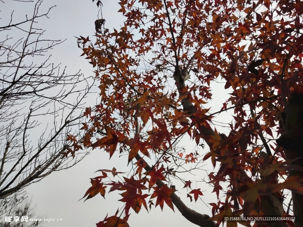 秋日红枫树枝特写