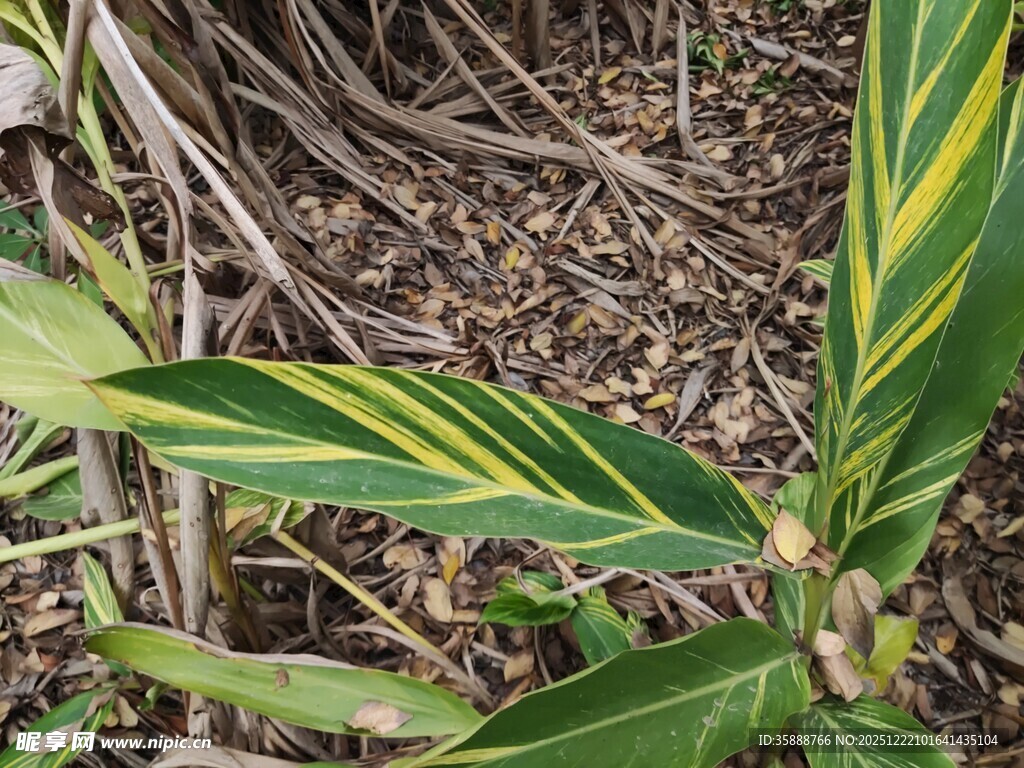 黄绿条纹叶片的植物