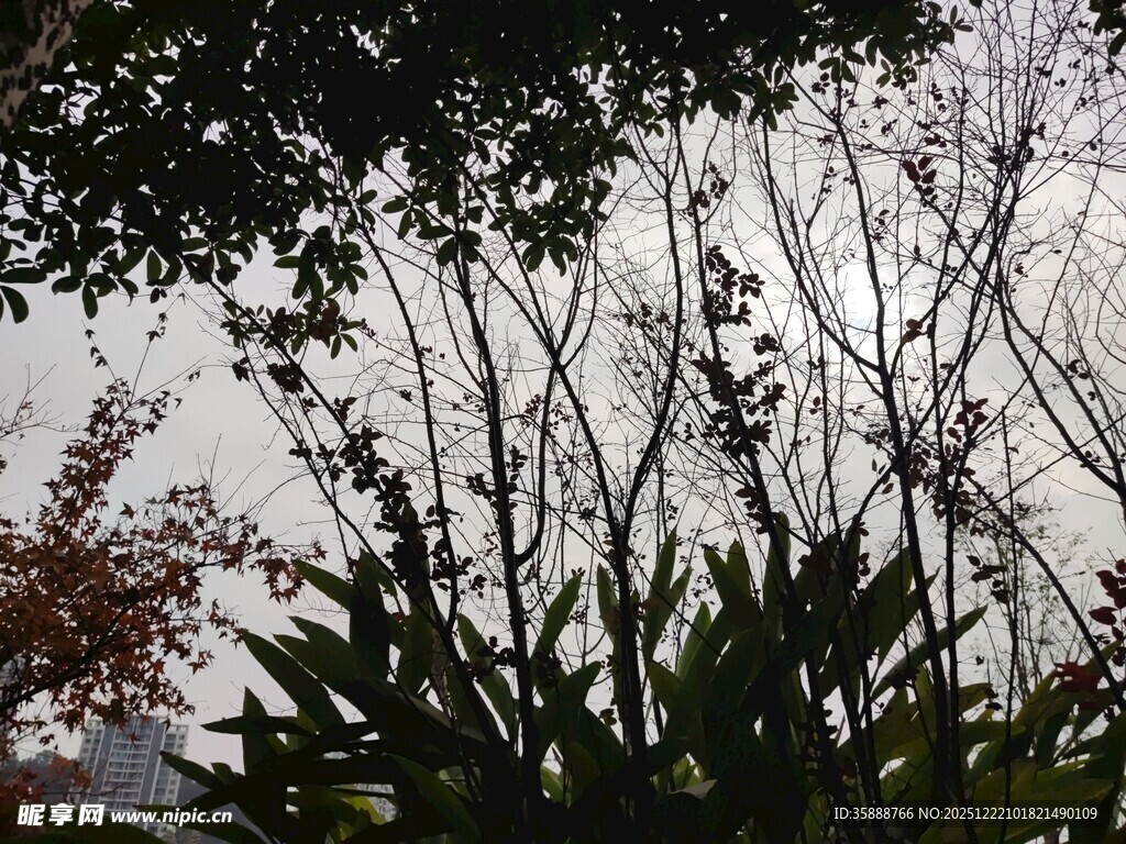 枝叶交错的自然景致