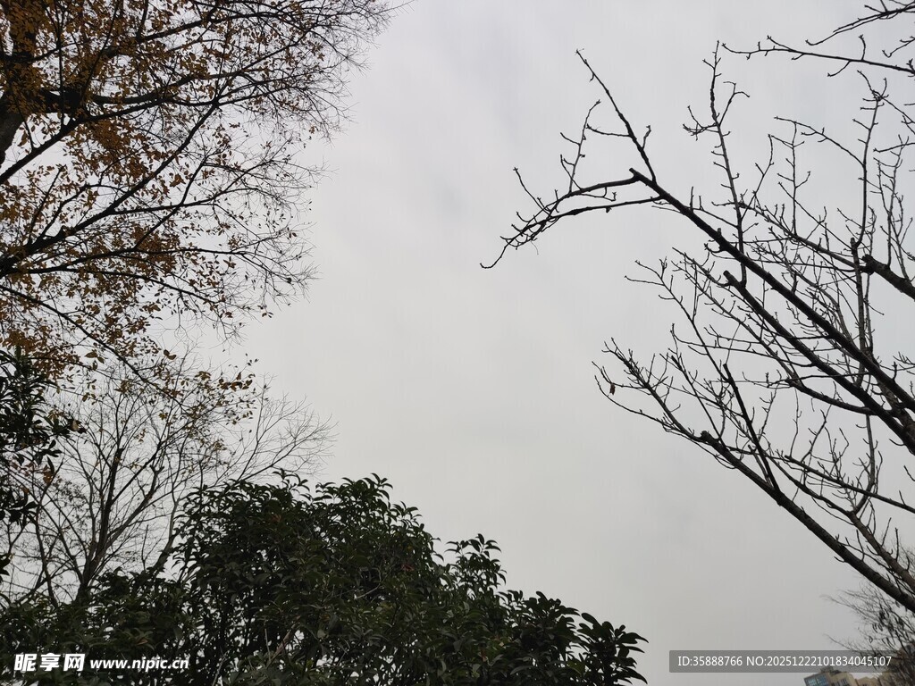 冬日枯树与繁茂树木景象