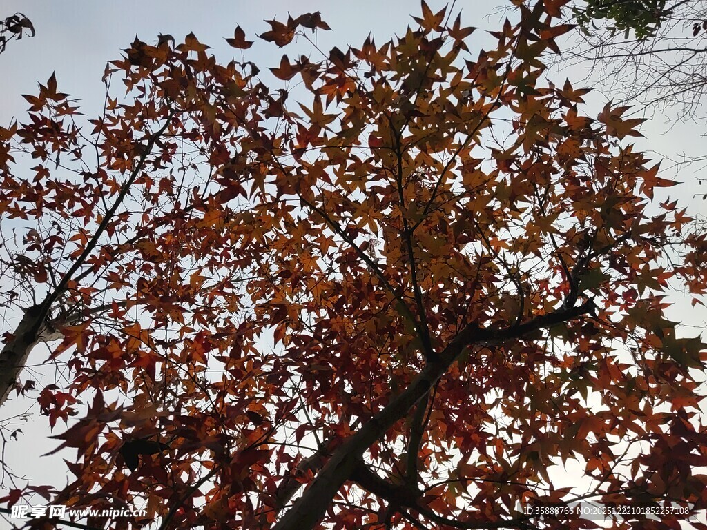 秋日红枫树枝近景