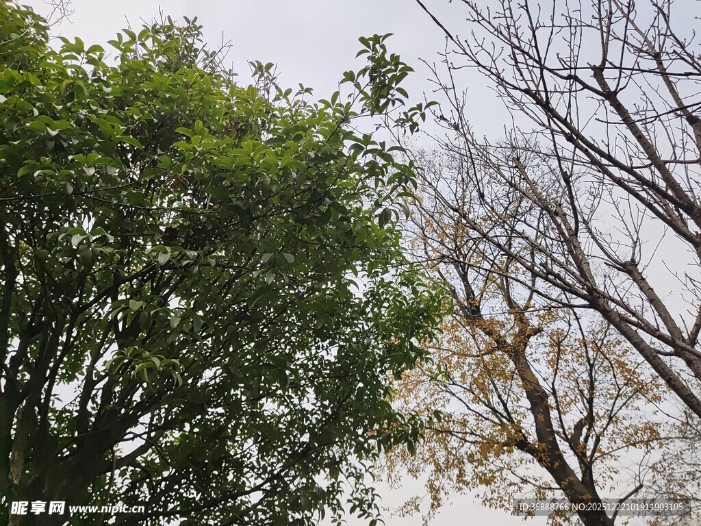 绿树与光秃树木的景象