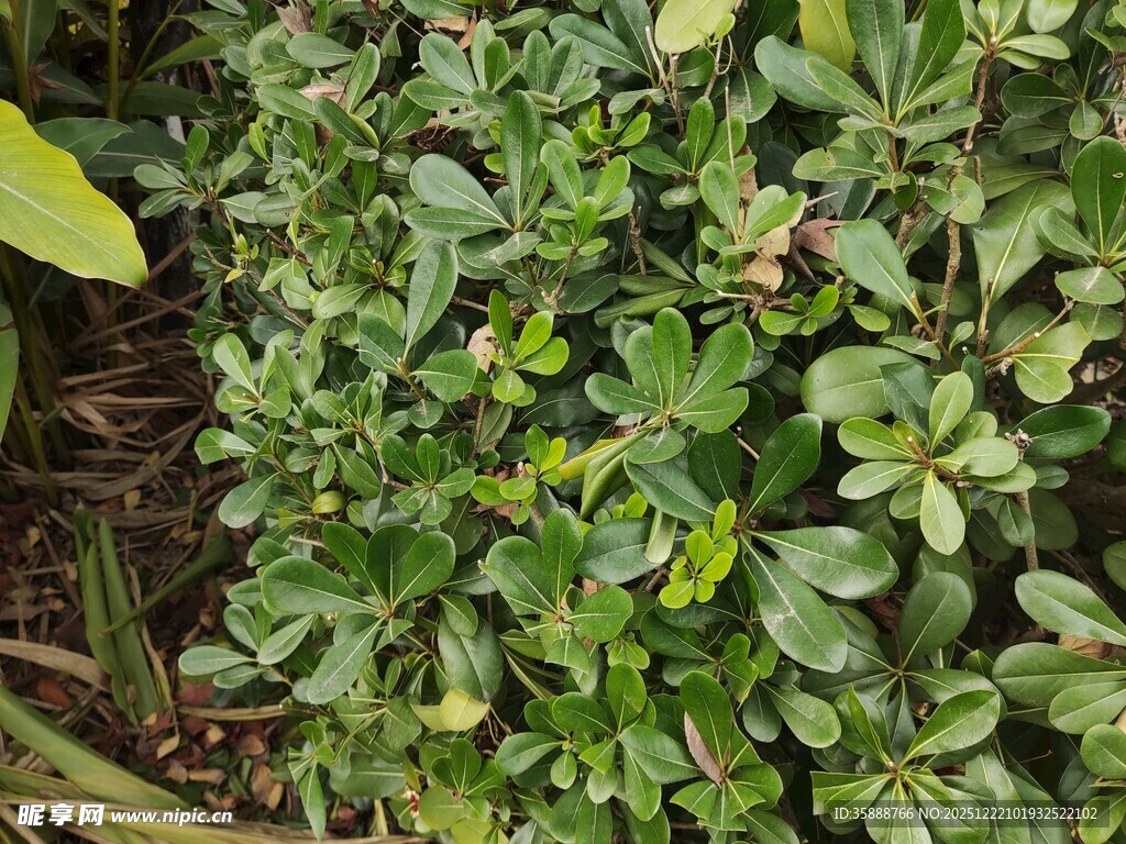 绿叶繁茂的绿色植物