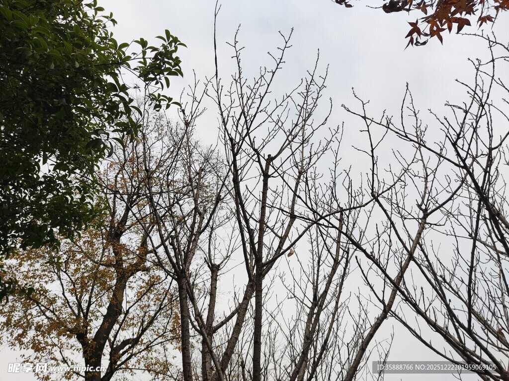 冬日萧瑟树林景象