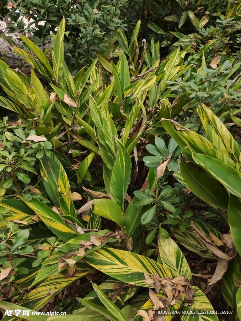 翠绿斑斓的热带观叶植物