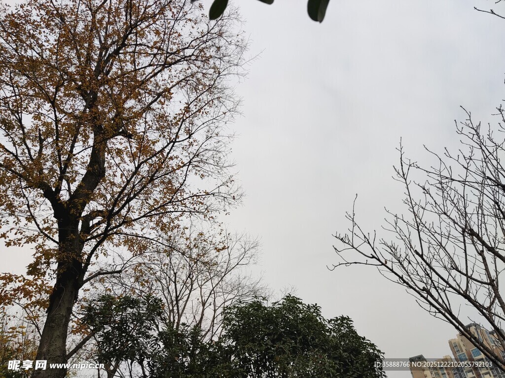 冬日萧瑟树木景观