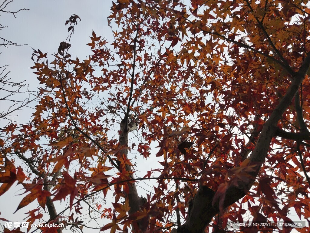 秋日红枫树枝特写