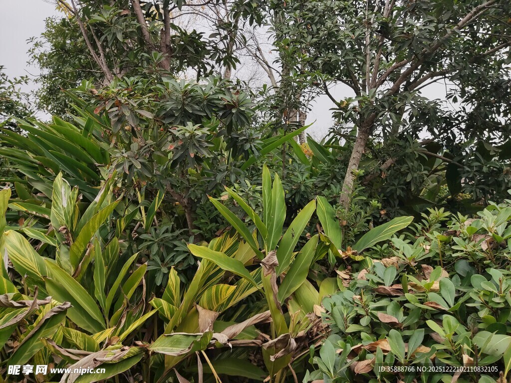 繁茂的热带植物景观