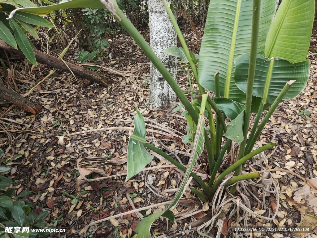 香蕉植株根部特写