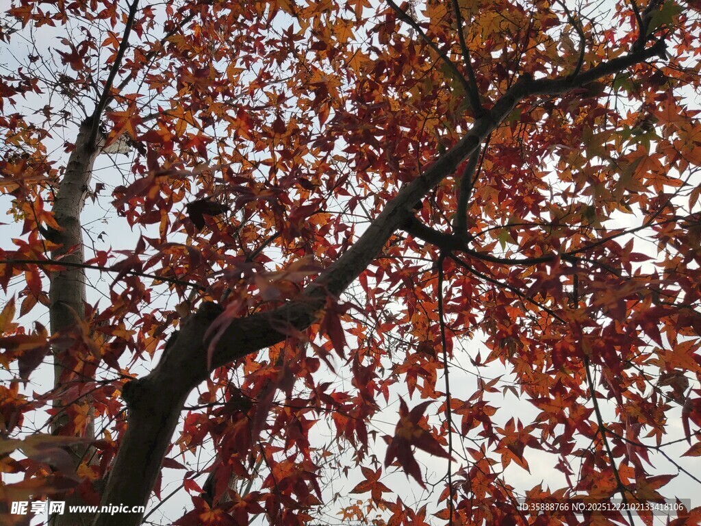 秋日红枫树枝特写