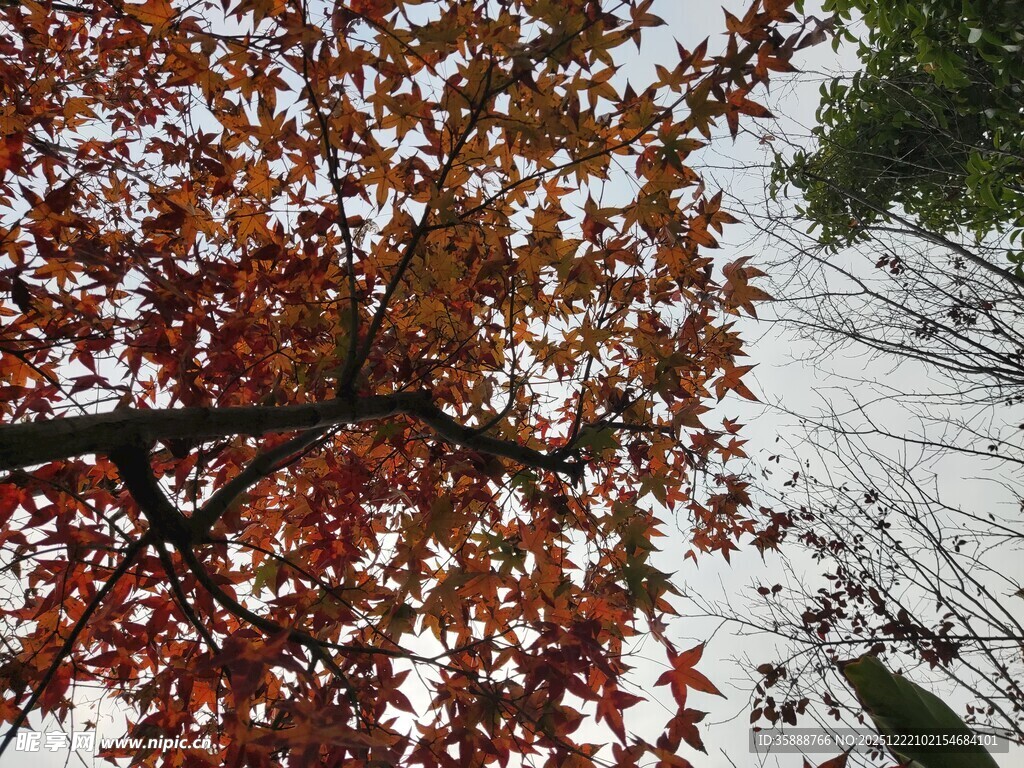 秋日红枫树枝特写