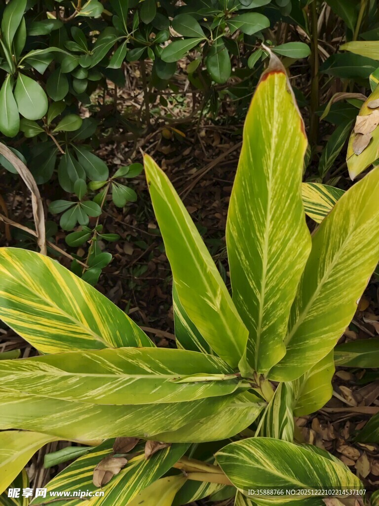 黄绿斑纹植物特写