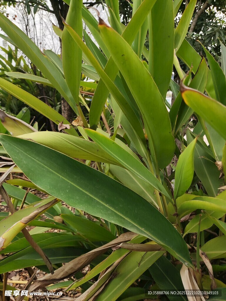 翠绿繁茂的热带植物