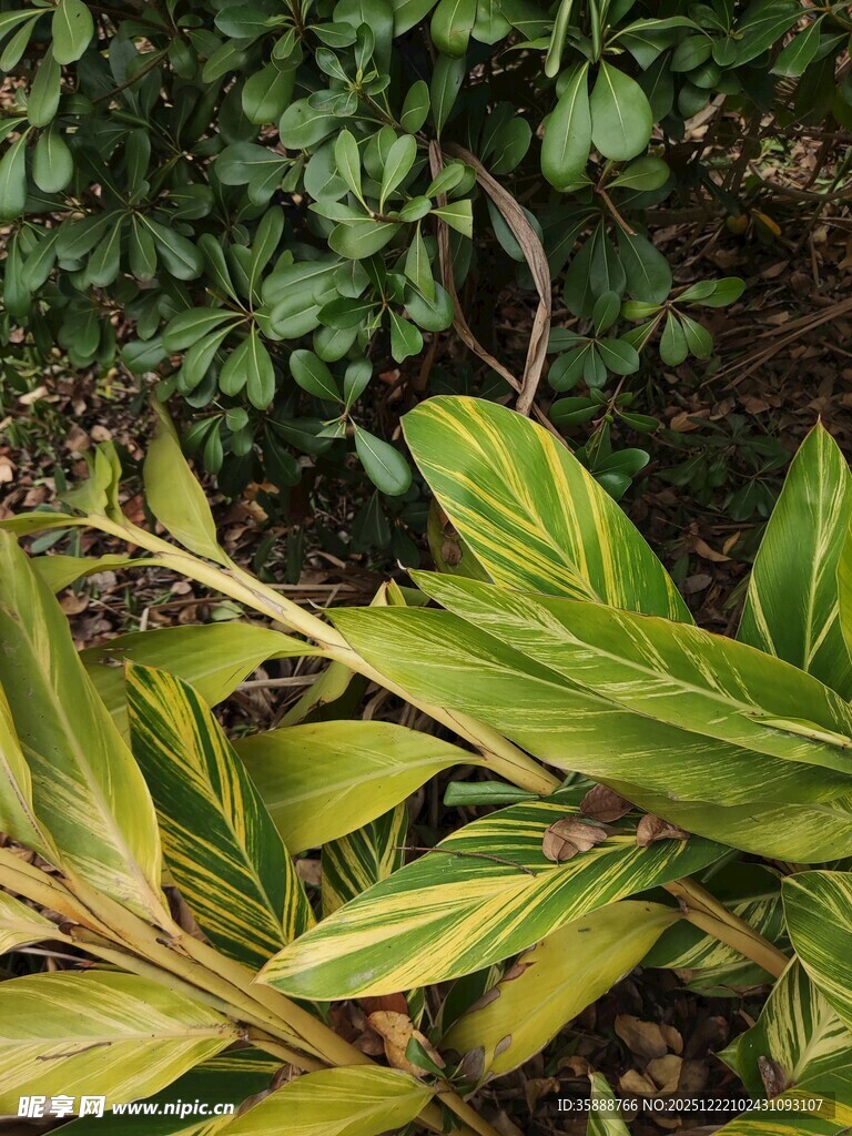 黄绿相间的植物叶片